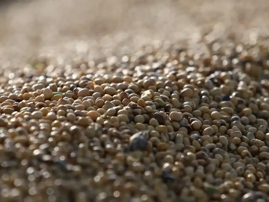 La siembra de soja alcanza el 75,5% del área nacional, casi 10 puntos por debajo del año pasado.