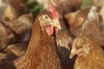 Argentina refuerza la sanidad avícola con tres nuevas vacunas de alta protección