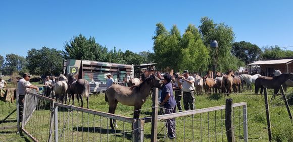 Restituyen los caballos secuestrados en La Tosquera: son 42 porque hubo cinco que murieron