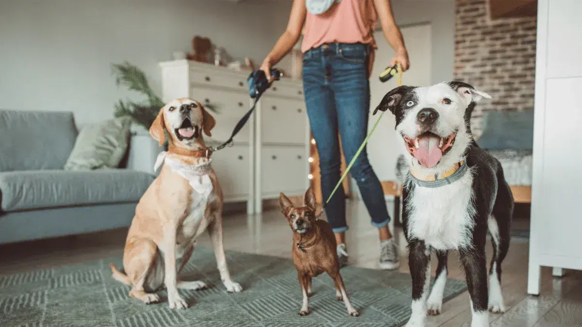 ADAPA impulsa alquileres pet friendly para familias que conviven con animales