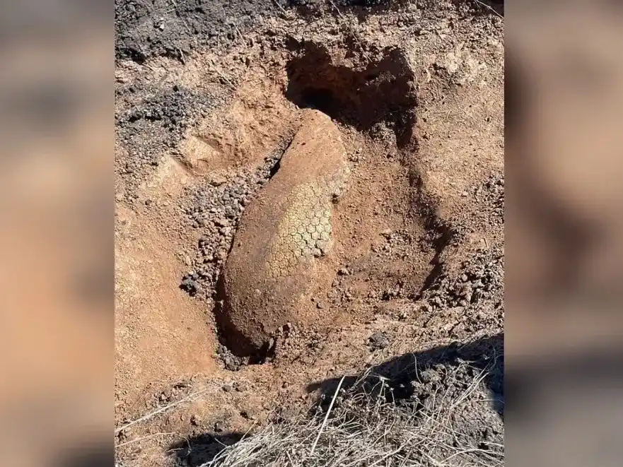 Importante hallazgo paleontológico en un campo entrerriano: restos de un gliptodonte