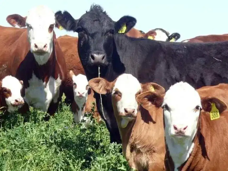 Nava plantea avanzar hacia un control integrado que combine herramientas químicas con manejo productivo y genética bovina.