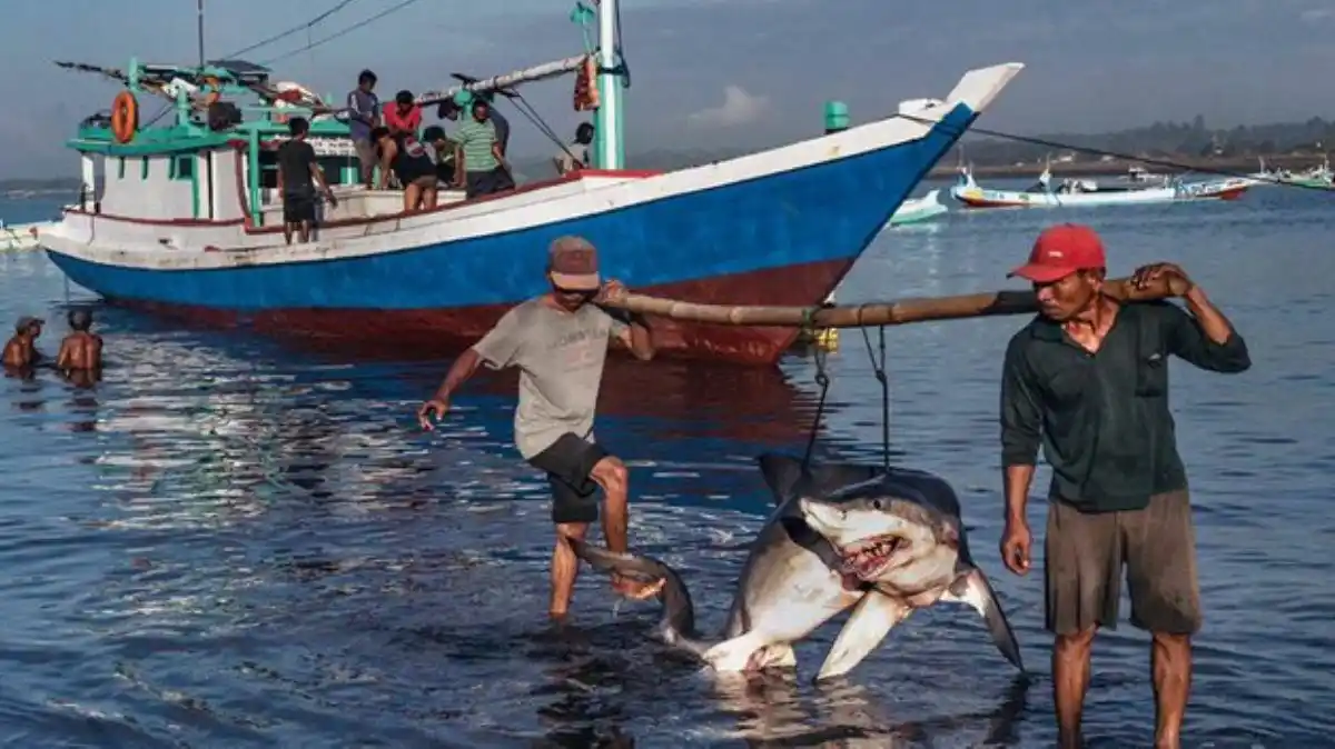 PESCA PROHIBIDA: detenidos tres hombres en Sucre cargando 26 tiburones desmembrados (VIDEO)