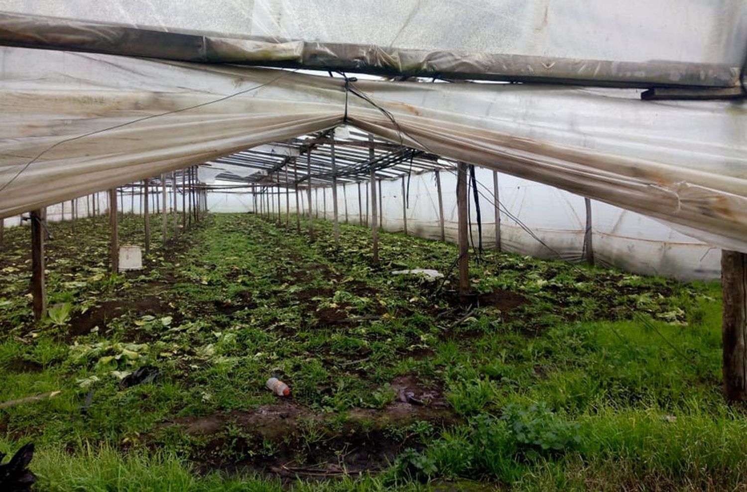 La tormenta provocó daños "críticos" para los productores locales