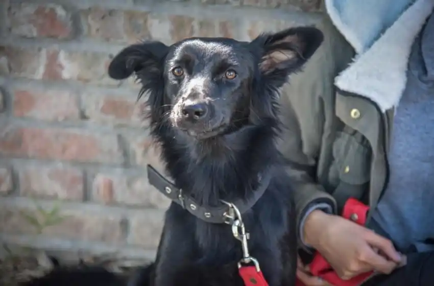 Nuevas ubicaciones de los quirófanos móviles para animales
