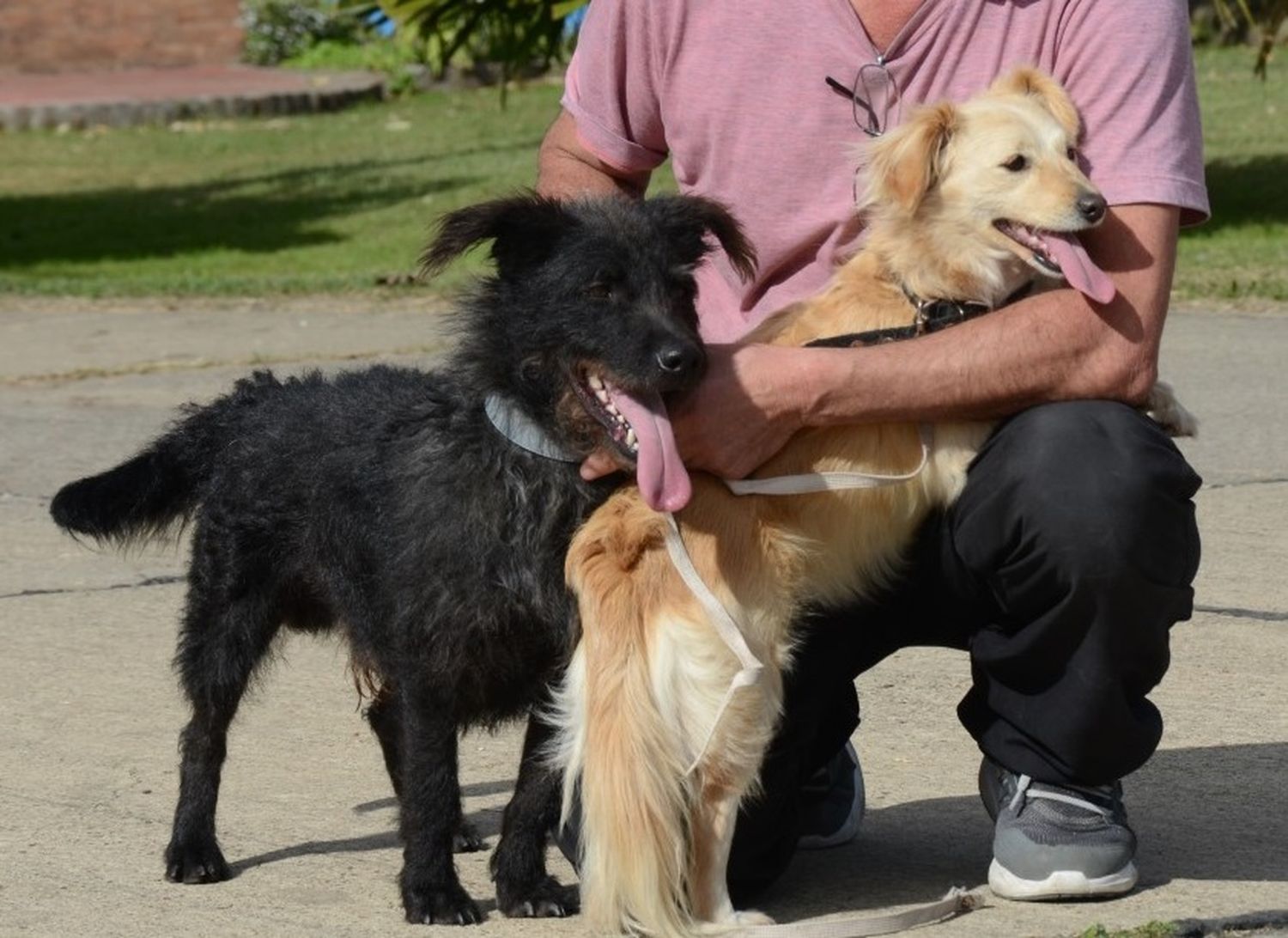 Realizarán una nueva jornada de vacunación y desparasitación de perros y gatos