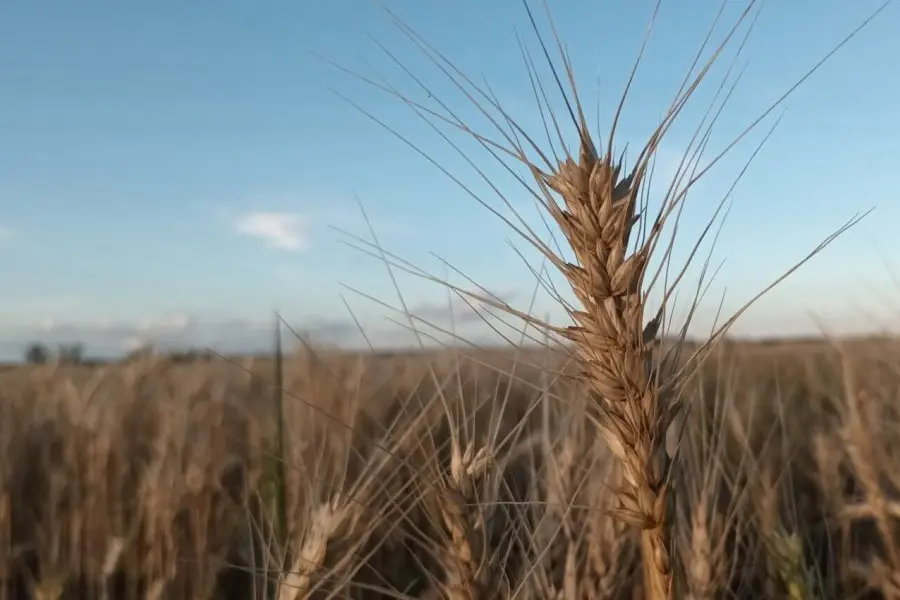 El registro pluviométrico de noviembre cambió el panorama para los productores, ¿cómo están los cultivos?