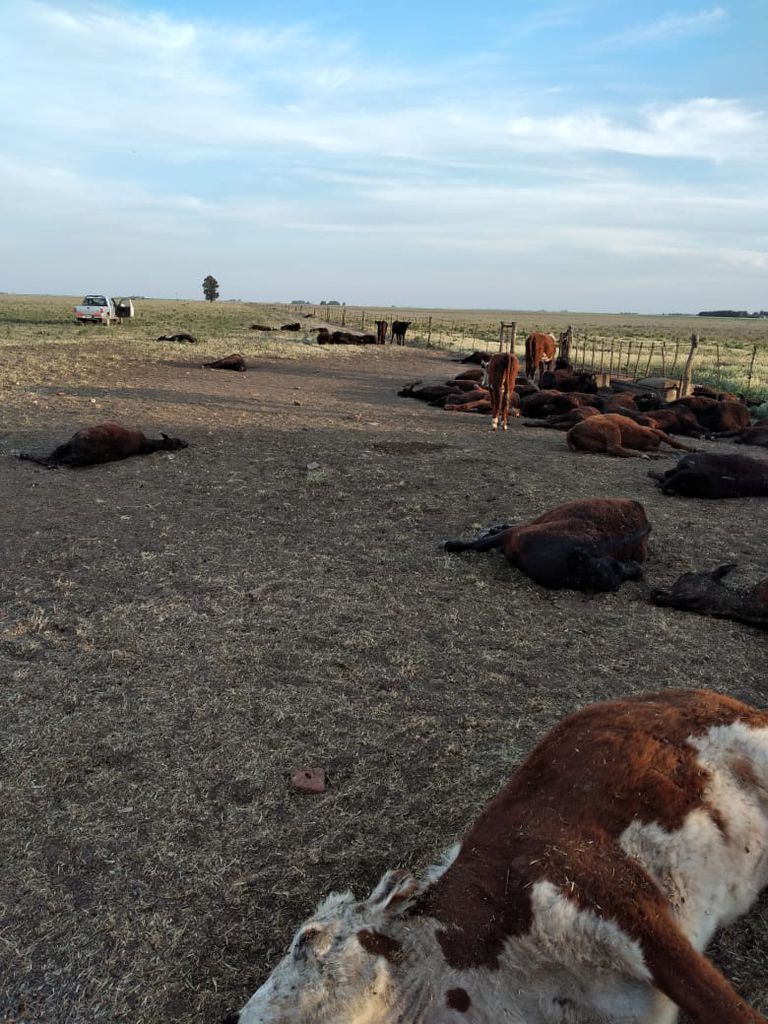 Se murieron de sed 155 vaquillonas en un campo de Puán