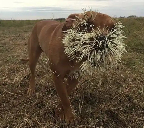 Así quedó un perro por meterse con un puercoespín