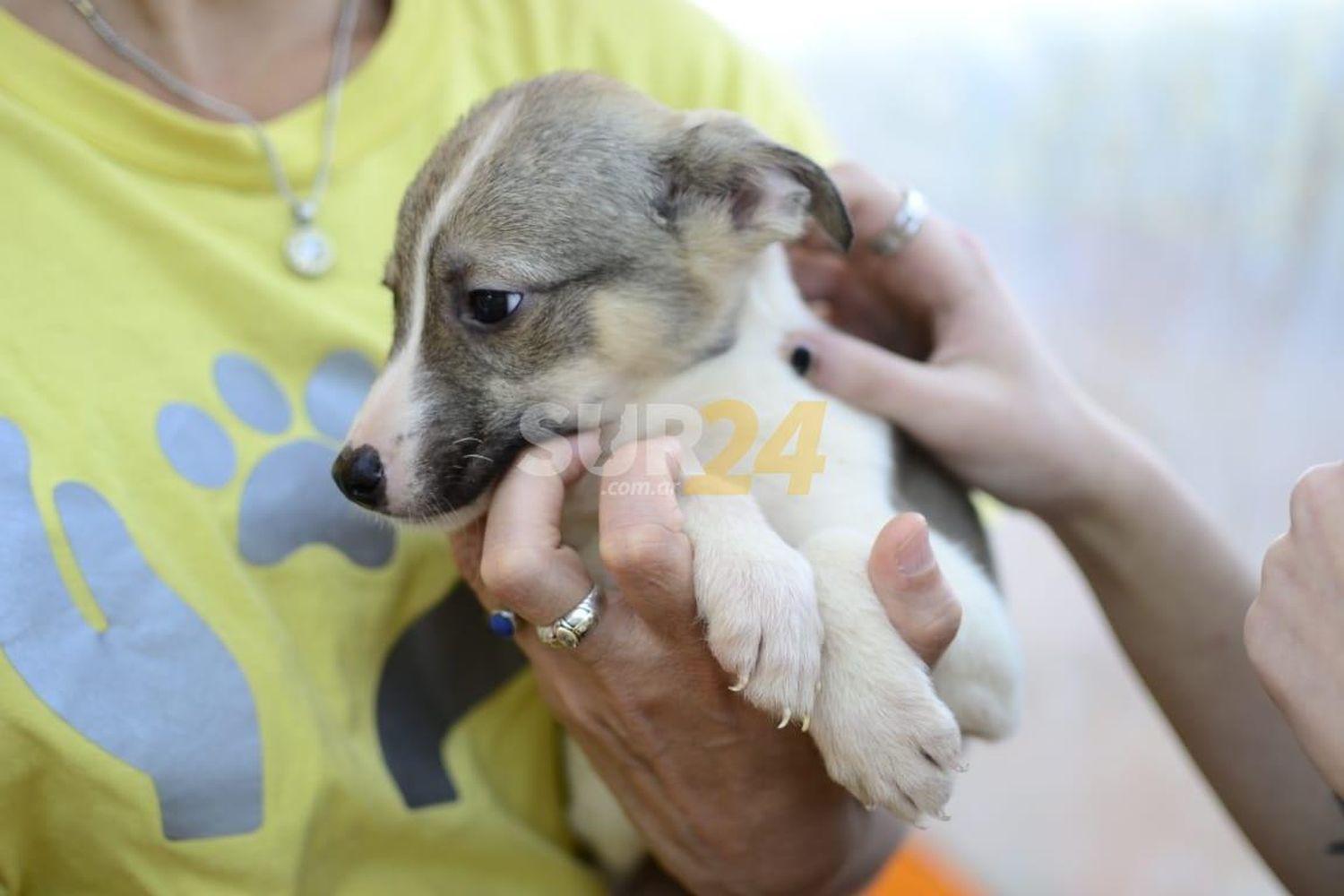 El Refugio Canino invita a campaña de adopción en plaza España