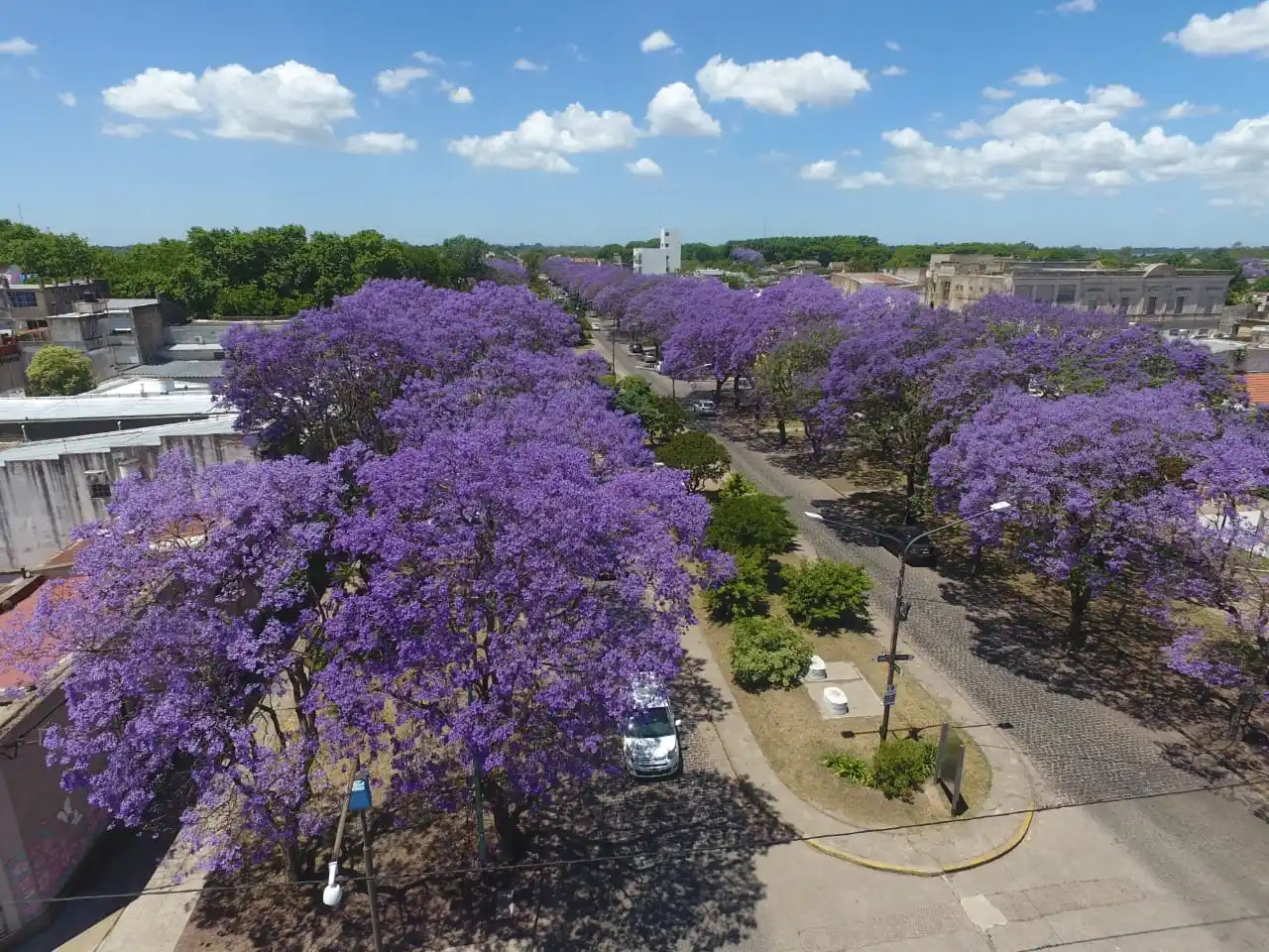 En esta época del año la belleza del jacarandá es protagonista del paisaje de Chascomús