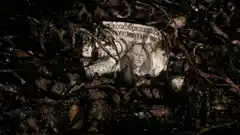 En busca del dólar perdido
