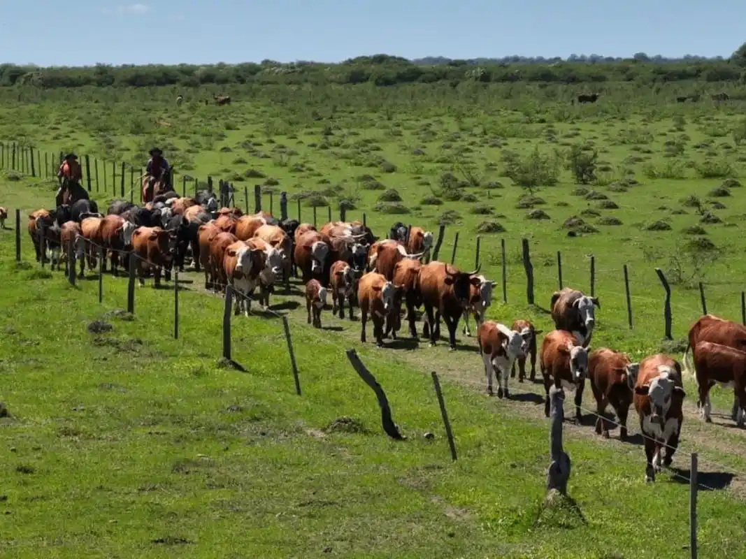 Reporte del Centro de Estudios y Servicios (CES) de la Bolsa de Comercio