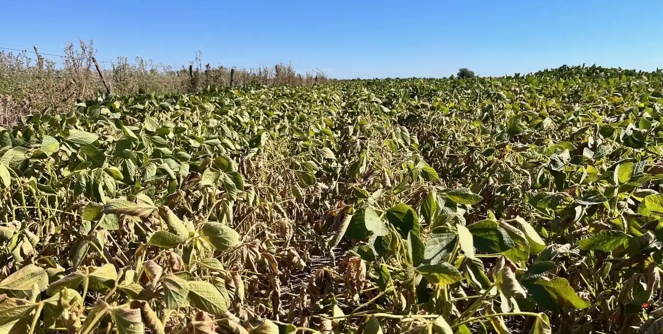 La sequía se sentirá con fuerza en la cosecha 2024/25. Foto: El Litoral