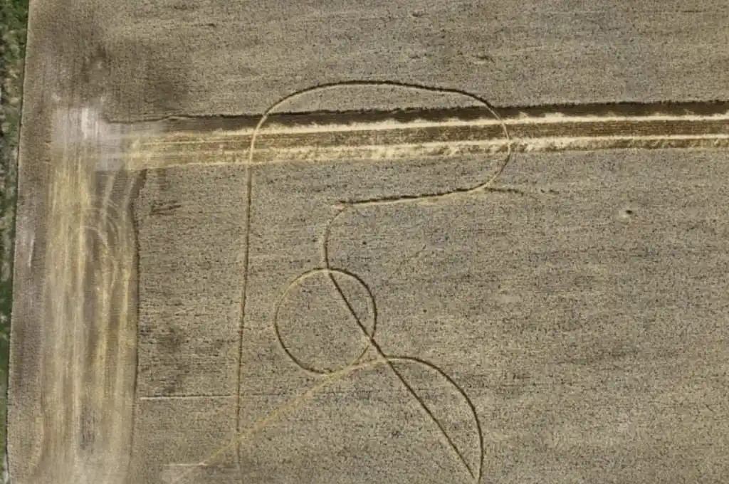 Huellas el medio del trigal. "Ojalá sea una señal de una buena cosecha”, expresó el productor Raúl Zamer.