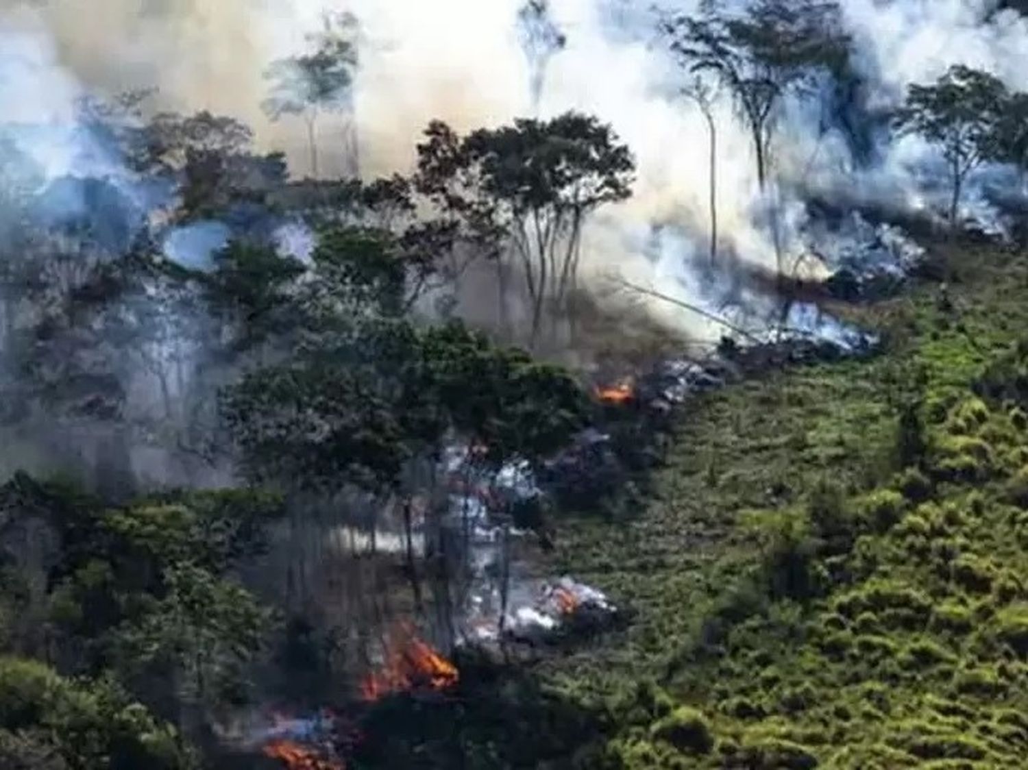 Brasil registra récord histórico de incendios forestales en 2024