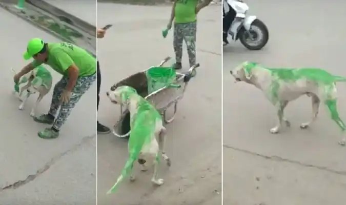 Estupidez sin límites: militantes pintaron un perro de verde