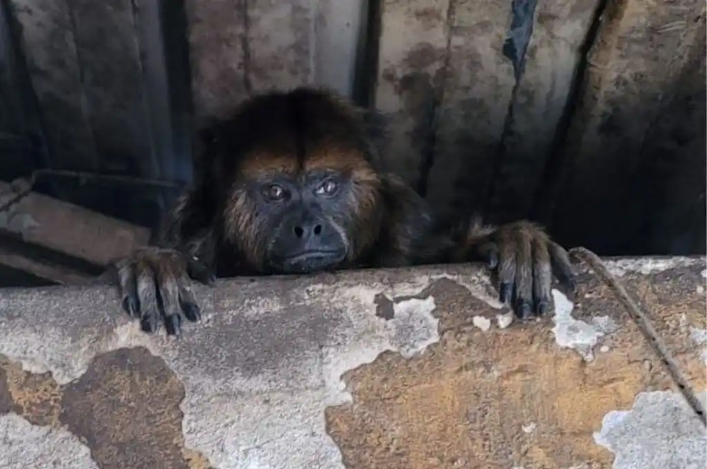 Rescataron a una mona carayá de 15 años que estaba en cautiverio