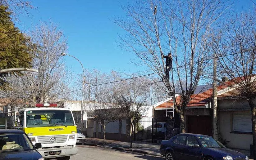 Rescatan a un gato