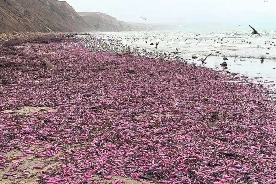 Encallaron miles de “peces pene” en Tierra del Fuego: ¿qué serían?