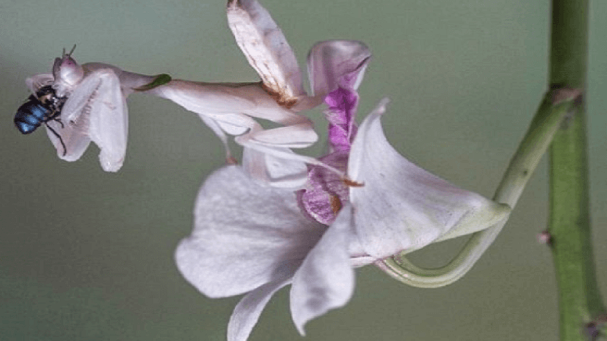 MANTIS ORQUÍDEA:  insecto muy hermoso pero letal