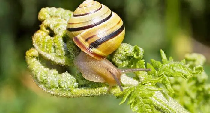 La sexta extinción masiva de la biodiversidad mundial ya está en marcha