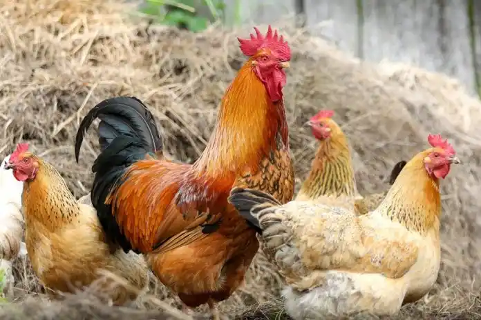 Veganos separan a los gallos de las gallinas para “evitar abusos”