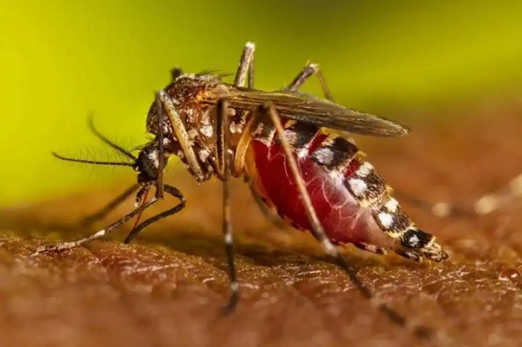 Se confirmó el primer caso importado de Chikungunya en Rosario