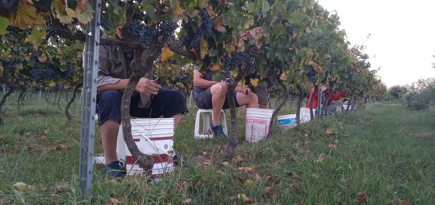 Censan establecimientos vitivinícolas de Entre Ríos