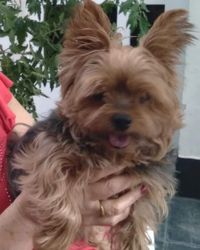 Buscan a Pinki, la perrita y compañera de una señora mayor