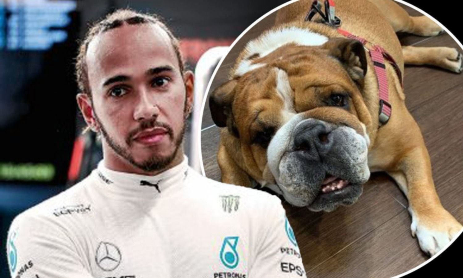 Lewis Hamilton revela sus cualidades paternales con Roscoe