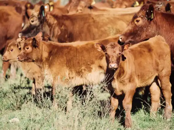 El precio de la hacienda en pie dejo un buen saldo positivo para los productores entrerrianos