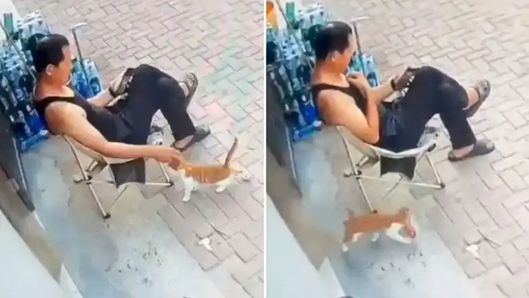 Tras ganarse la confianza del dueño de una tienda, el animal aprovechó un descuido para robar comida y escapar.