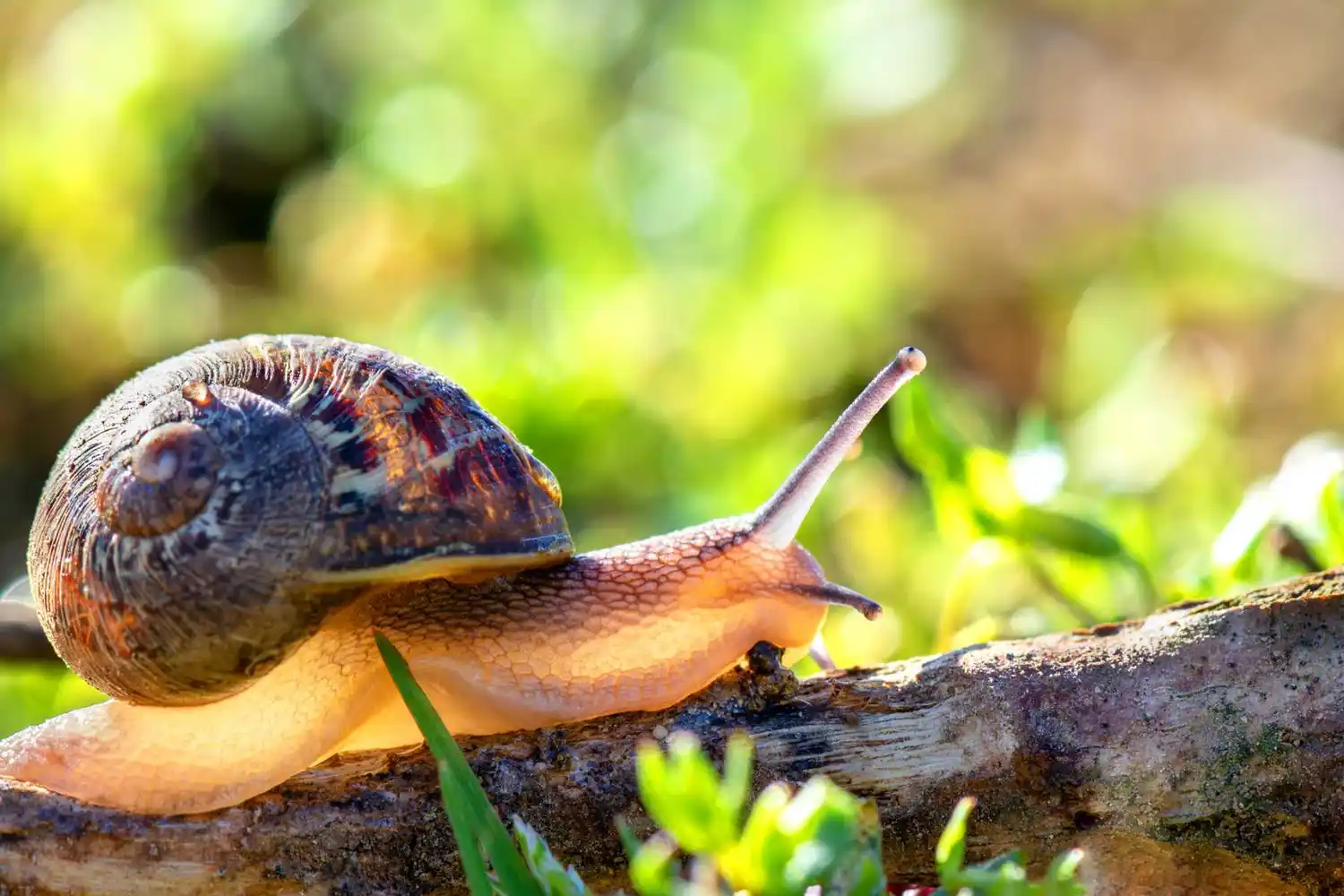 Invasión de caracoles en Gualeguaychú y la región ¿A qué se debe?