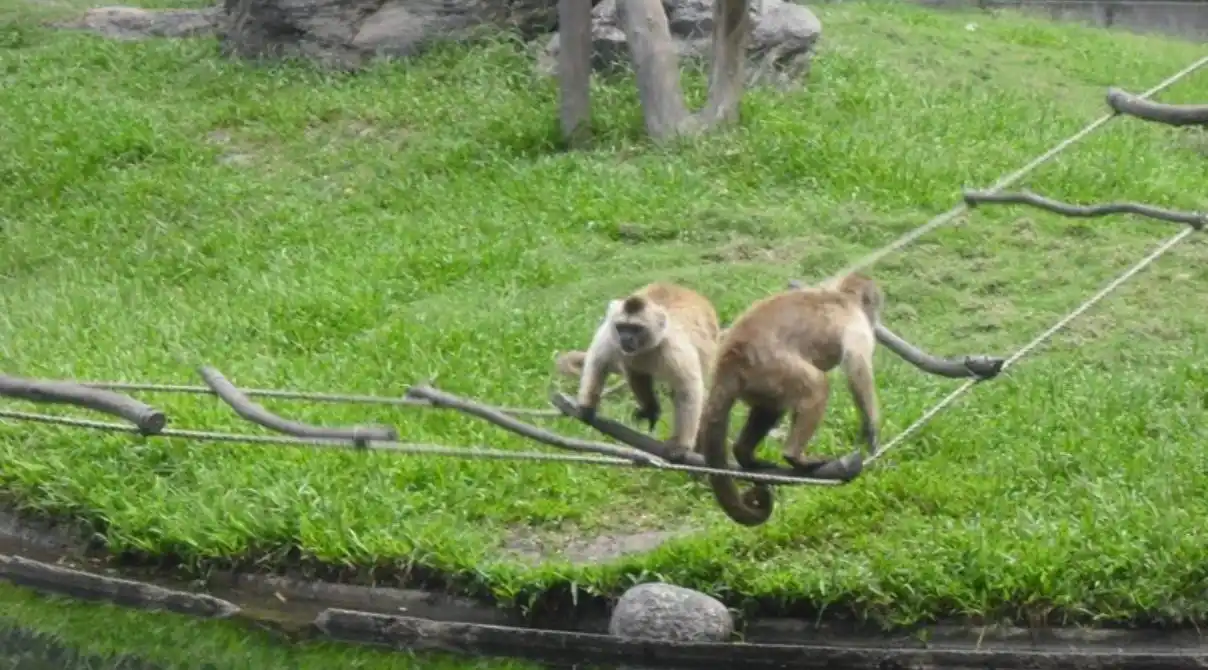 Un total de 11 monitos capuchinos murieron en el Parque del Este por el ataque de un enjambre de abejas