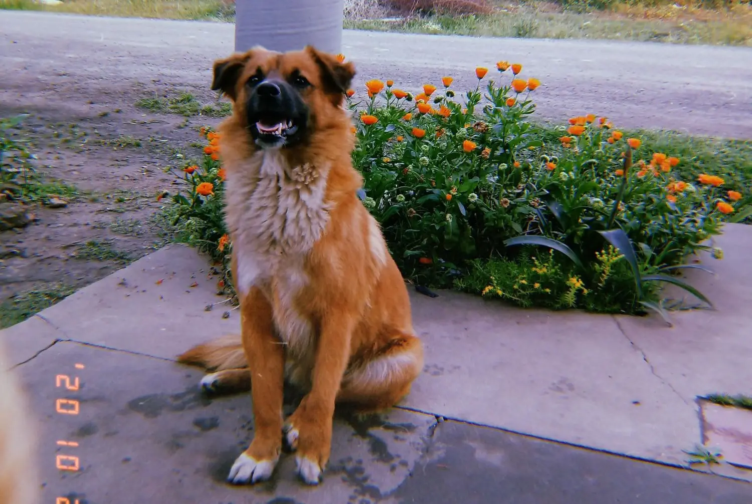 Buscan a Patitas