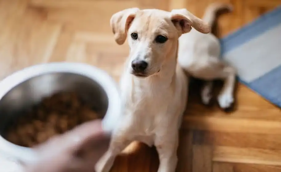 El perro que persigue su cola