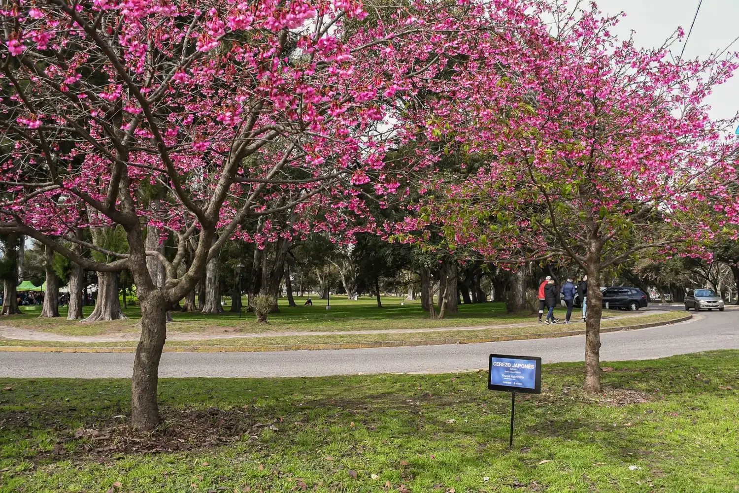 Florecieron los sakura en Chascomús: la belleza japonesa que tiñe de rosa la avenida Lastra - 2