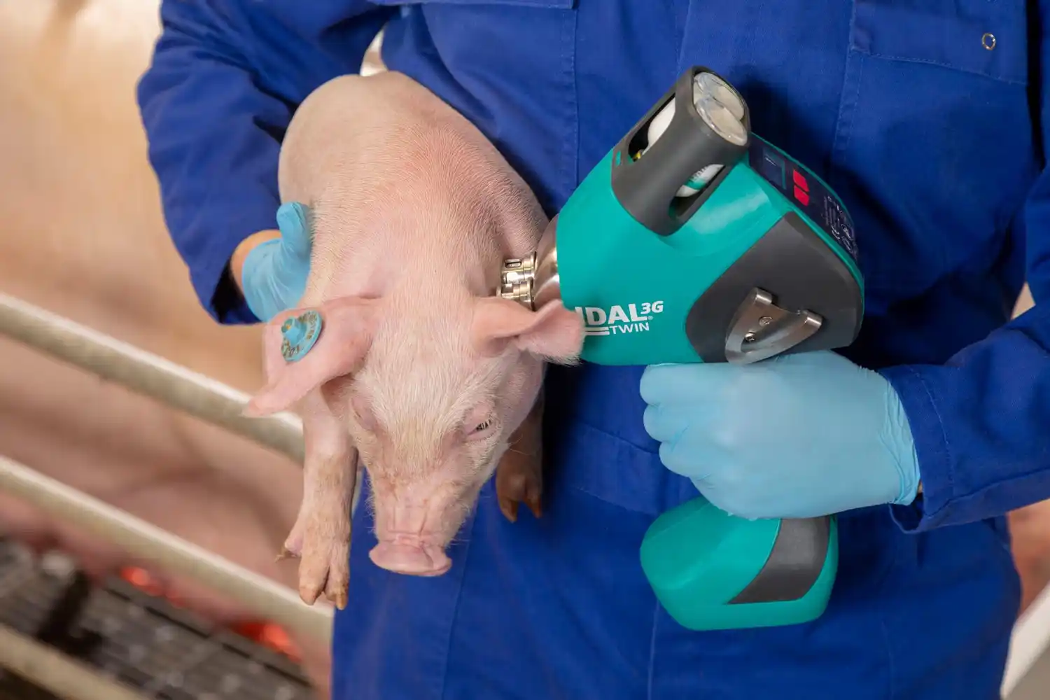 La carne porcina se consolida en la dieta argentina y la tecnología impulsa un modelo de producción más eficiente y sustentable