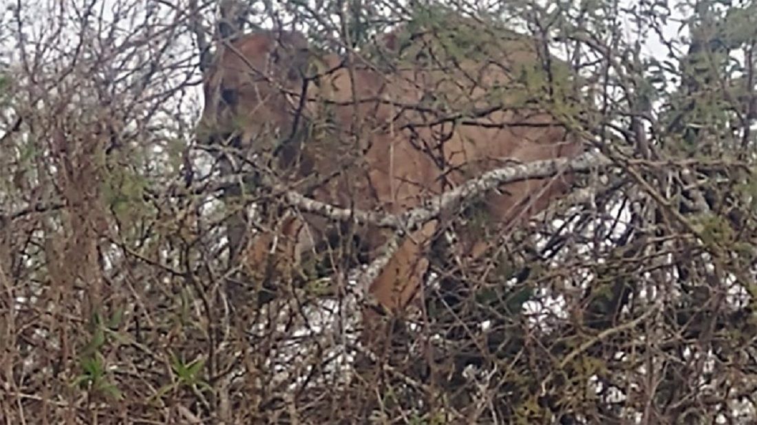 Avistaron un puma y no pudieron atraparlo en cercanías de San Salvador