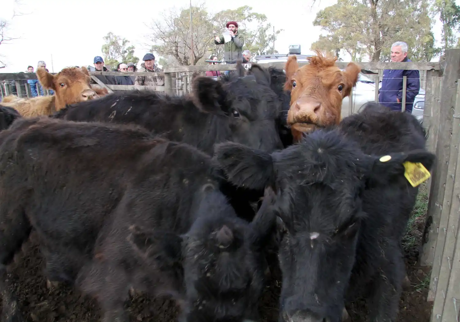 Los Arzoz siempre con la vaca atada