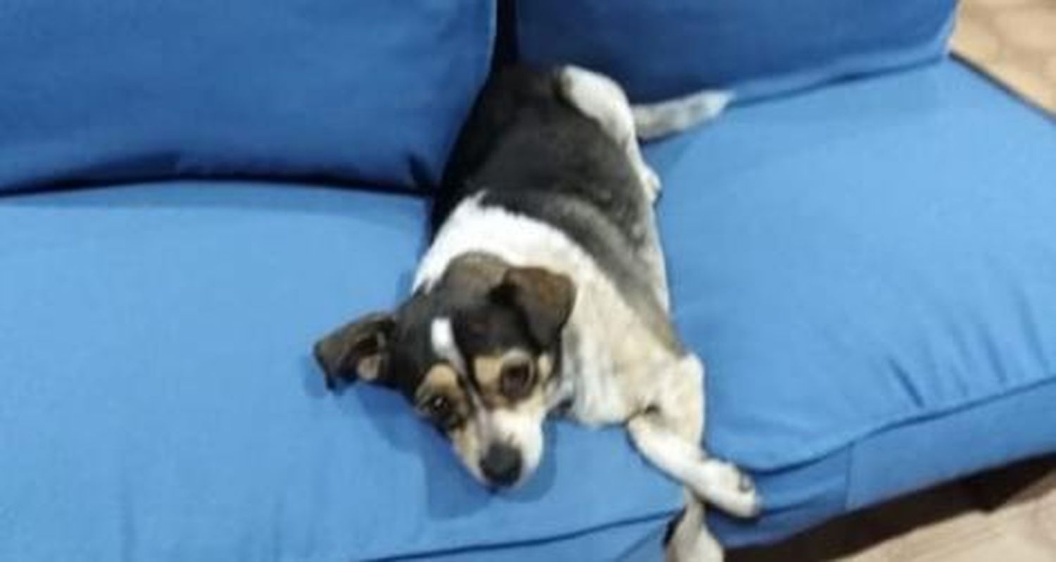 Recompensa para quien encuentre a Lupita