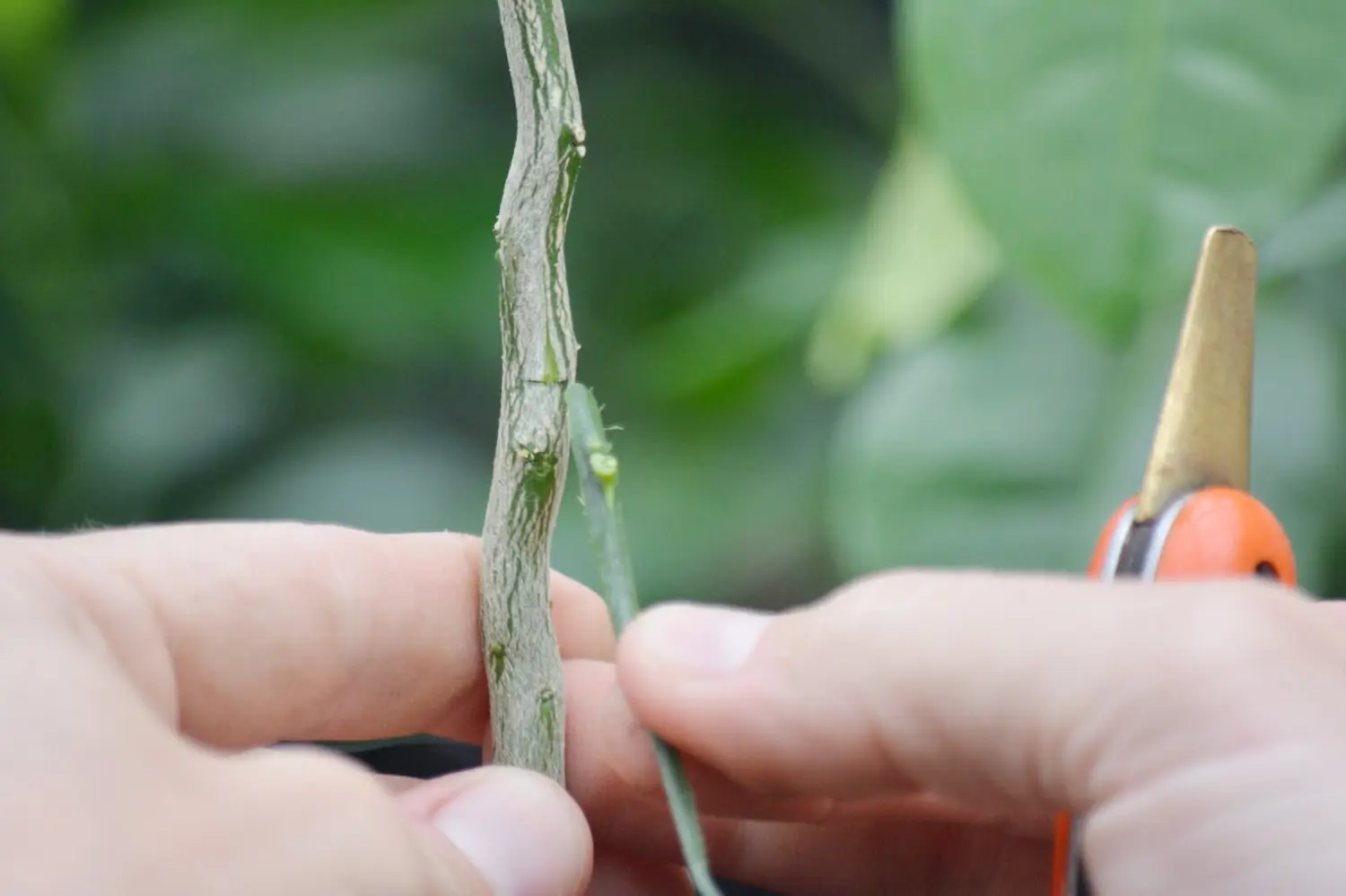 Programa de capacitación laboral en poda e injertos de citrus y poda de Nuez Pecán