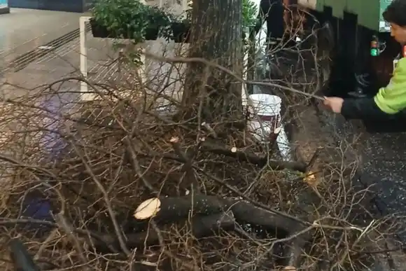 Santa Rosa en Rosario: más de 75 milímetros de lluvia, ráfagas de hasta 40 kilómetros por hora y ramas caídas