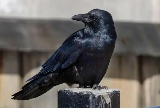 Crean herramientas y recuerdan rostros ¿Por qué los cuervos son las aves más inteligentes del planeta?