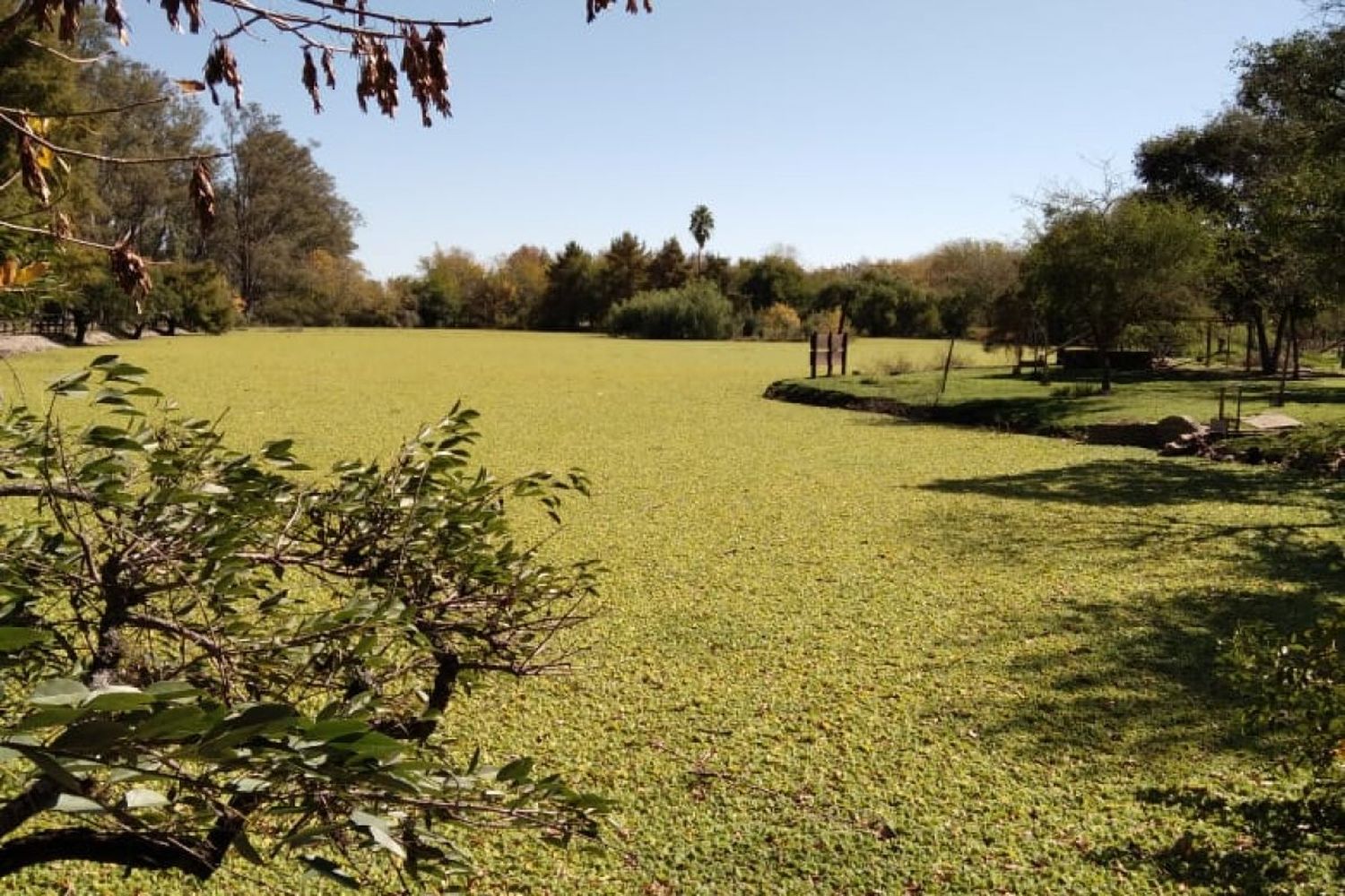 La laguna del Parque Unzué hace semanas que está verde: El motivo y que hará el Municipio al respecto