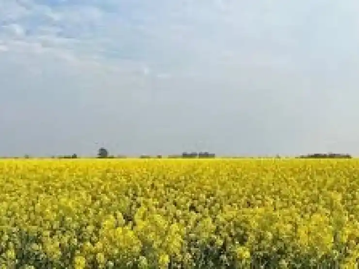 La Bolsa de Cereales destacó que la producción de Brassicaceas creció un 88%