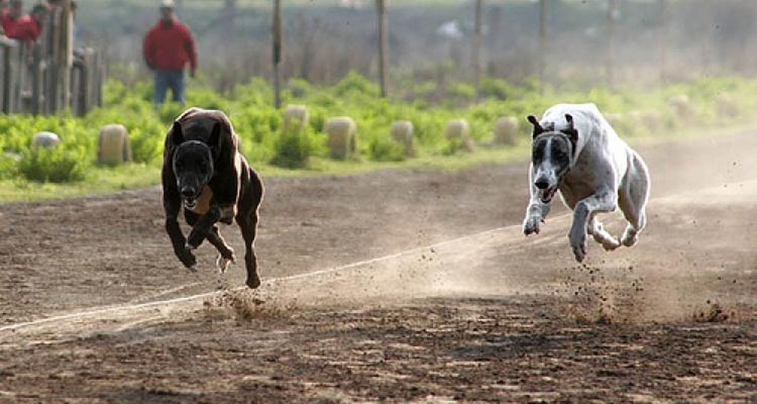 Carreras de Galgos: Britos trabaja en un proyecto para prohibirlas
