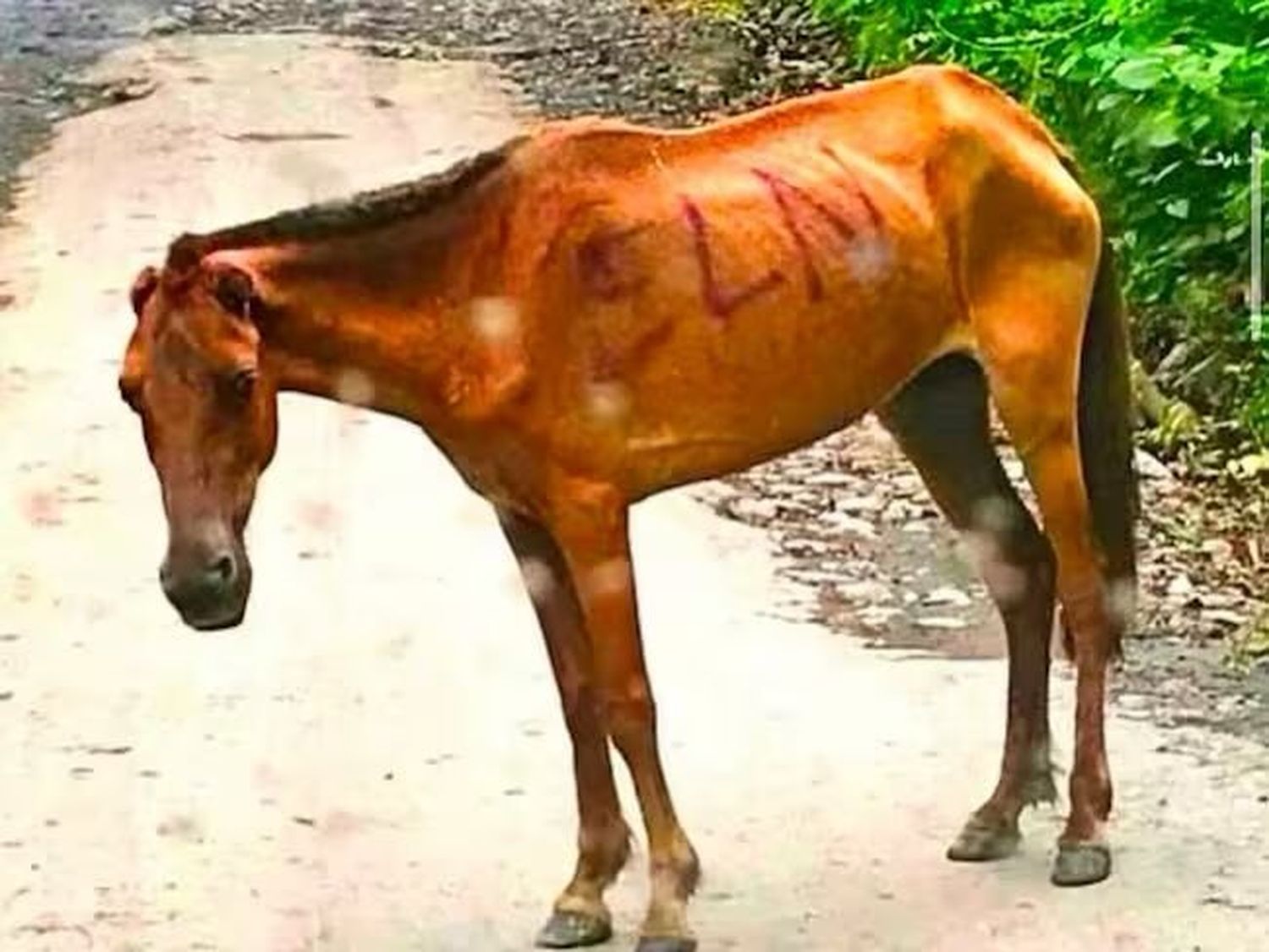 Muere un militar en Colombia en ataque con "mula bomba" atribuido al ELN