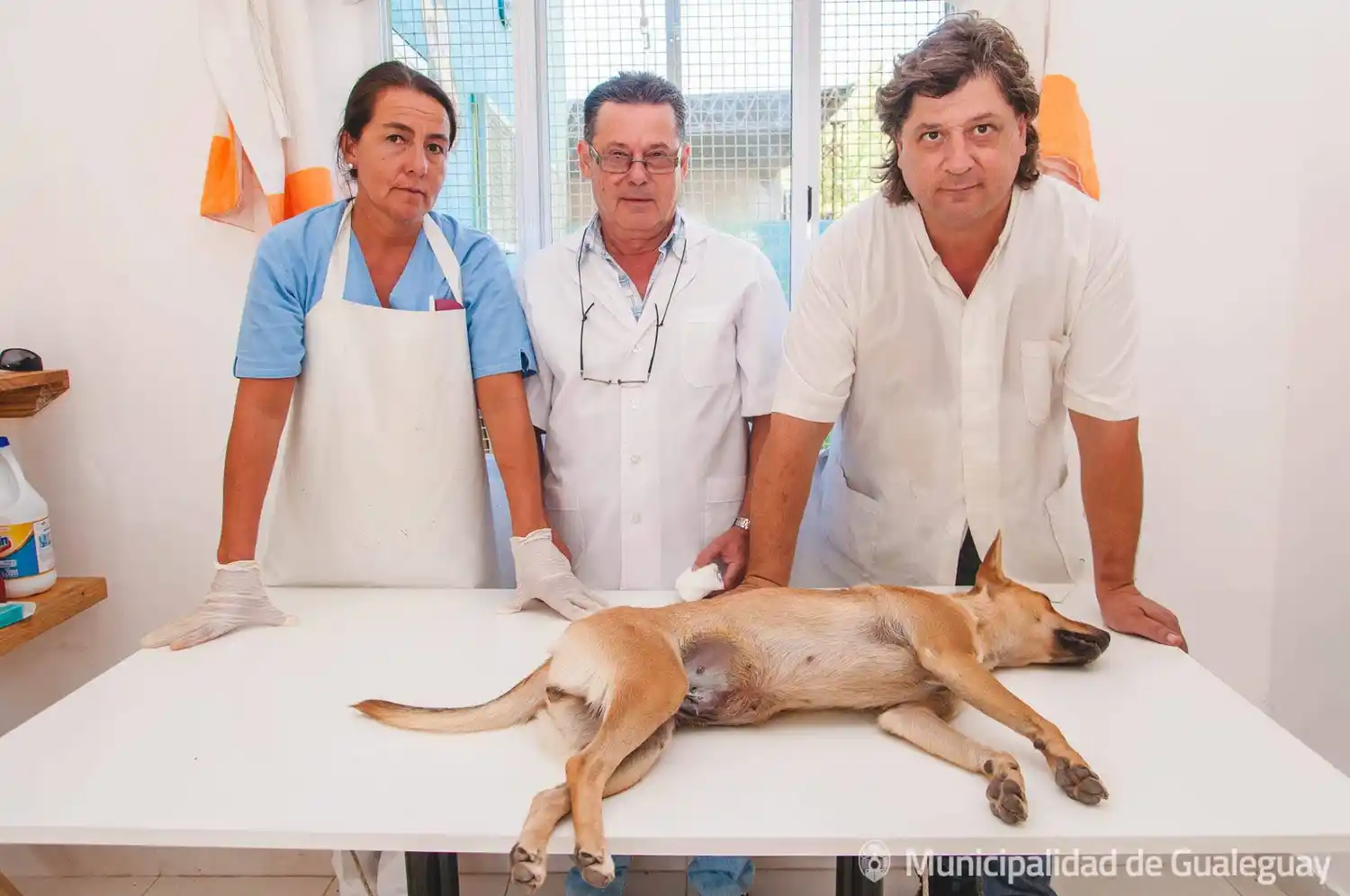 Zoonosis: realizan castración gratuita